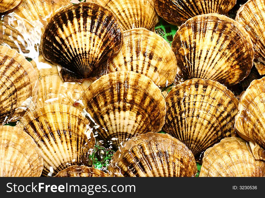 Big sea shells in a marine food restaurant. Good for a background.