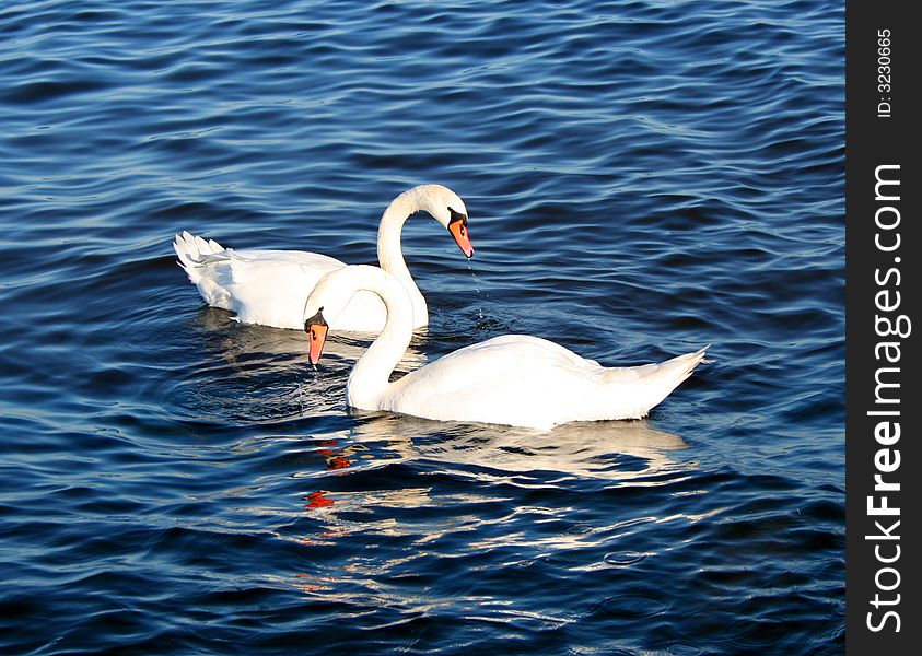 Two beautiful swans on blue water