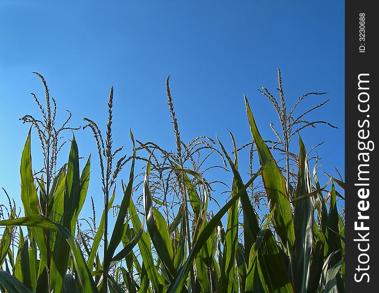 Cornfield on a sunny day against a blue sky