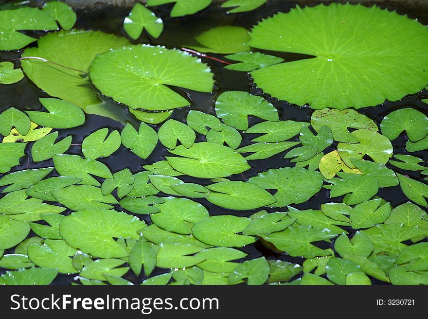 Lotus Leaves Floating On Water