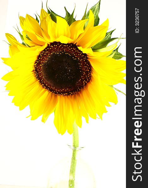 Sunflower with green leaves. Isolated over white background