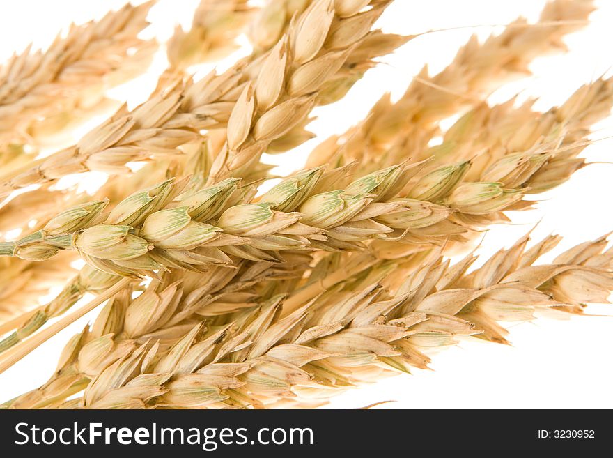Grain ears isolated over white background