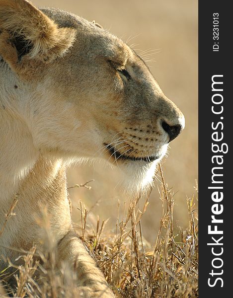 A profile of a female lion relaxing in the sunshine on African plains. A profile of a female lion relaxing in the sunshine on African plains.
