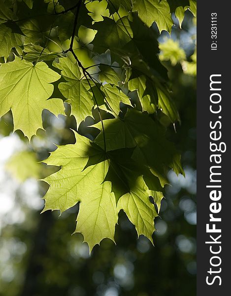 Leaves of maple in a garden