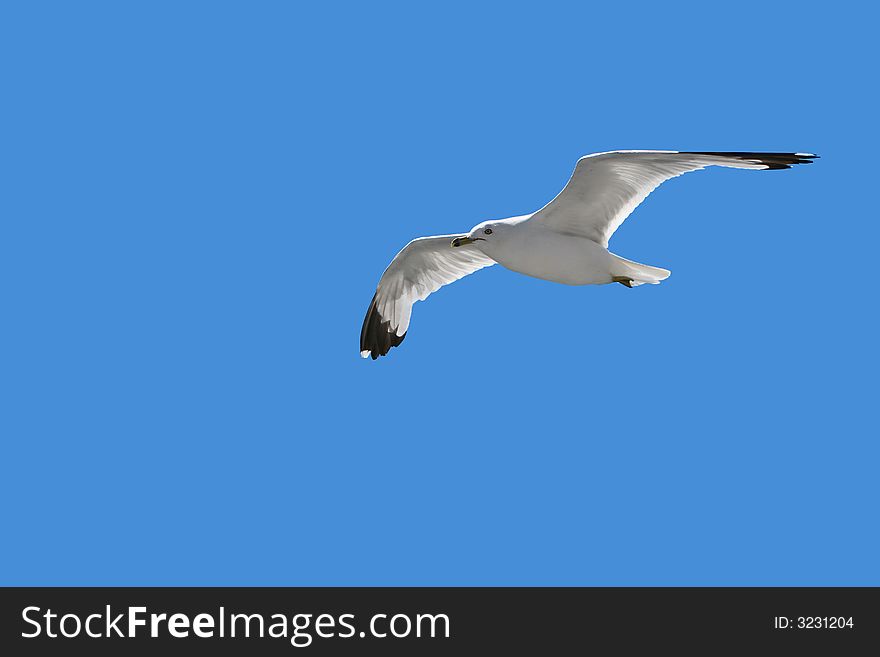 Seagull soaring freely in the blue sky. Seagull soaring freely in the blue sky