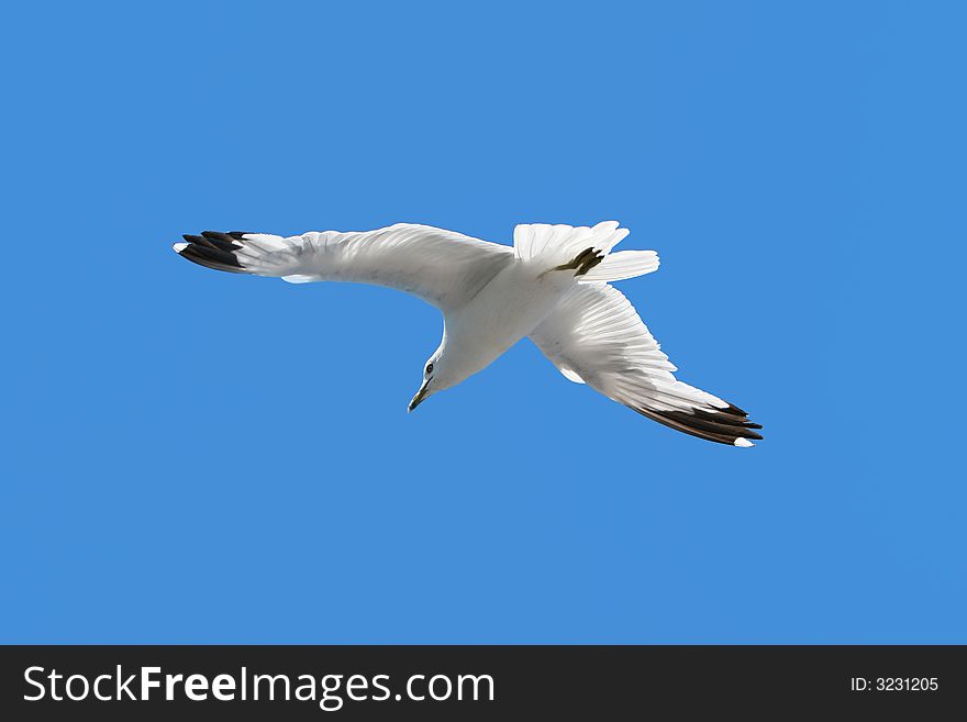 Seagull soaring freely in the blue sky. Seagull soaring freely in the blue sky