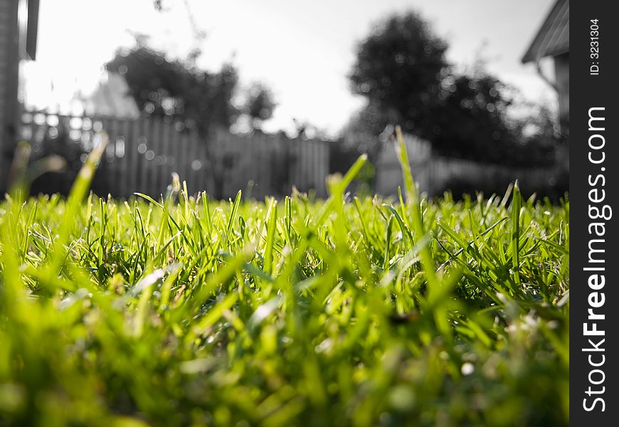 Short green sunlight grass infront of monotonous background. Short green sunlight grass infront of monotonous background