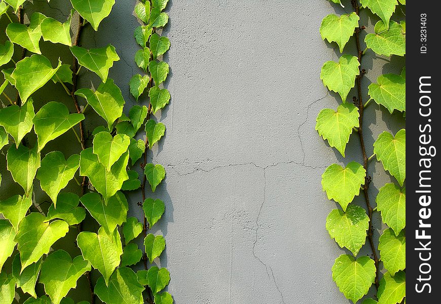 Green ivy leaves climbing on a grey colored wall. Green ivy leaves climbing on a grey colored wall