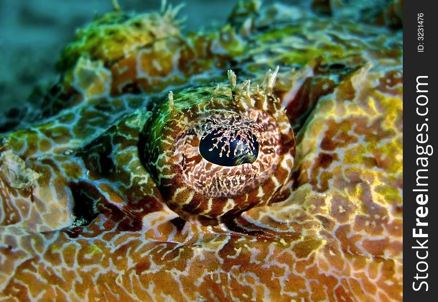 The details of a crocodile fish, a species of the flatheads family. The details of a crocodile fish, a species of the flatheads family.