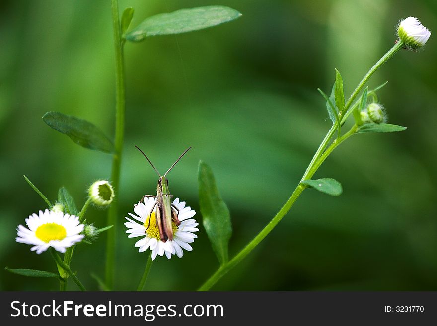 Green grasshopper sitting on a camomile. Green grasshopper sitting on a camomile