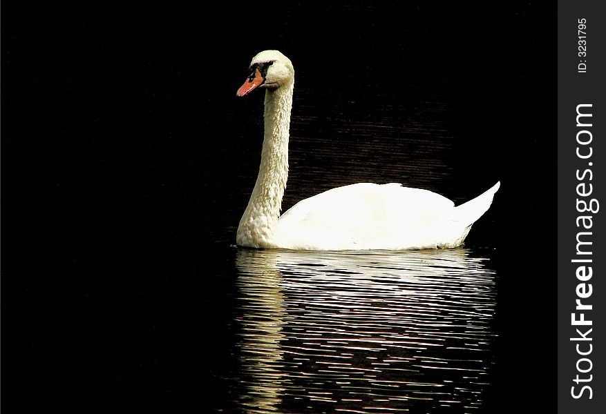 A graceful swan going for a swim. A graceful swan going for a swim