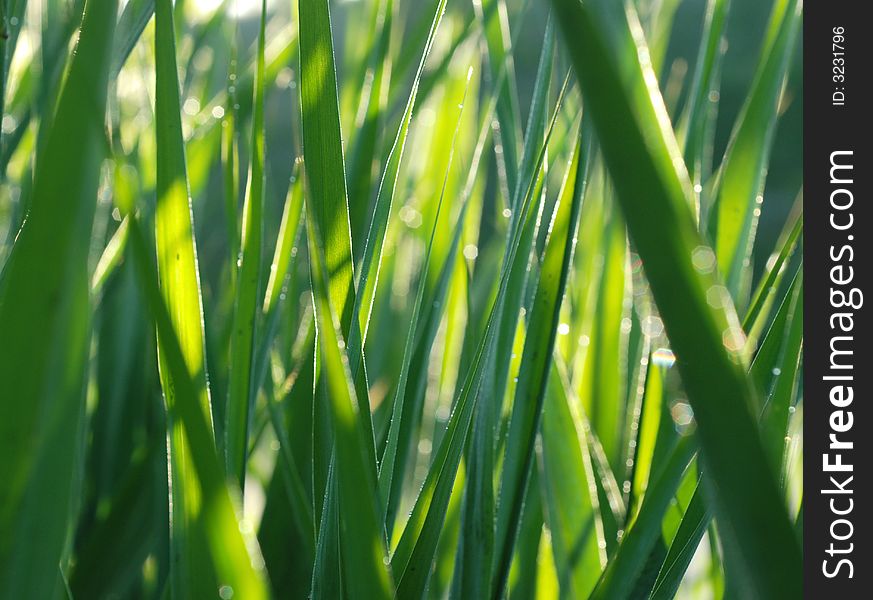 Blades of grass in the summer with rays of sun coming through. Blades of grass in the summer with rays of sun coming through.