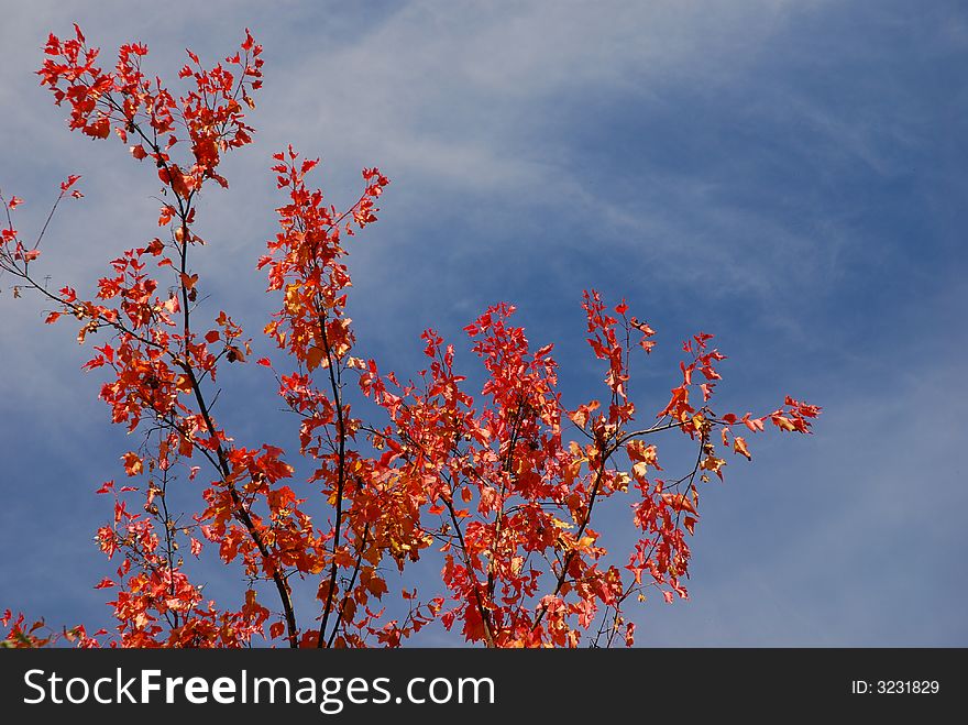 Autumn trees on a background of the light-blue sky. Autumn trees on a background of the light-blue sky