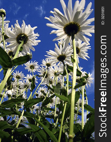 Camomiles on the background blue sky. Camomiles on the background blue sky