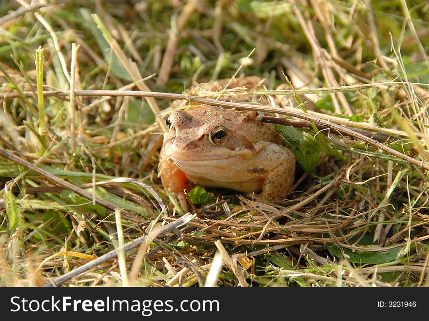 Toad or frog resting in green grass near lakeside