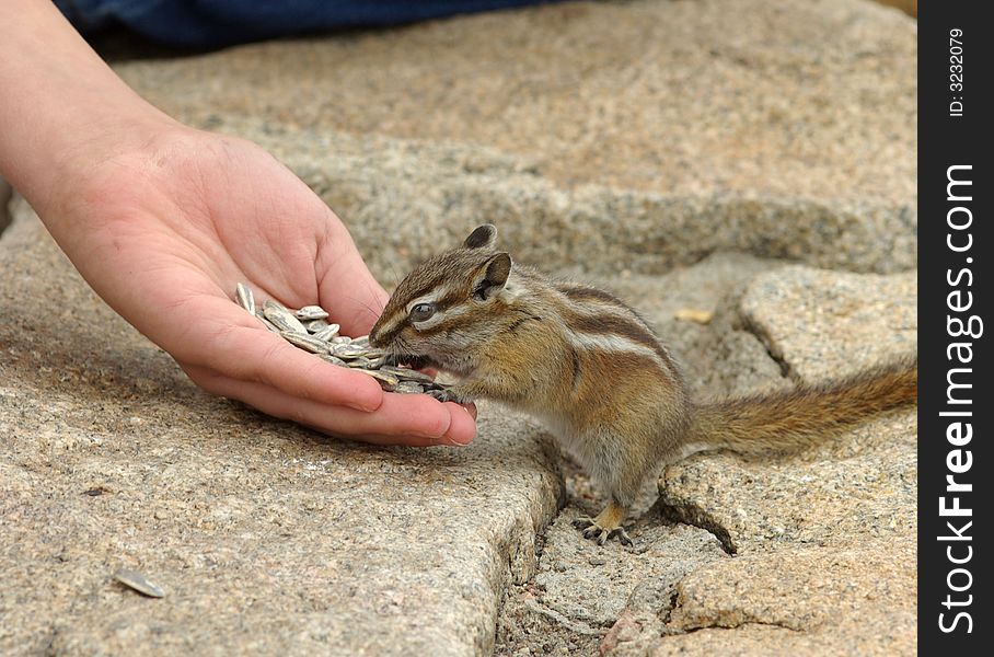 A person feeding a chipmunk in a Colorado park.