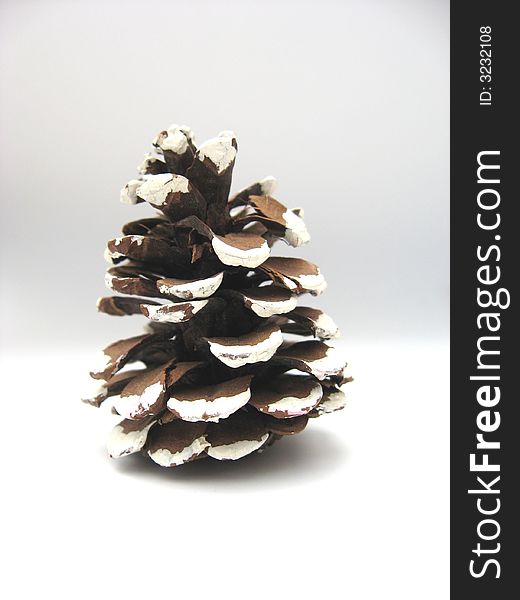 Single christmas pine on a white background