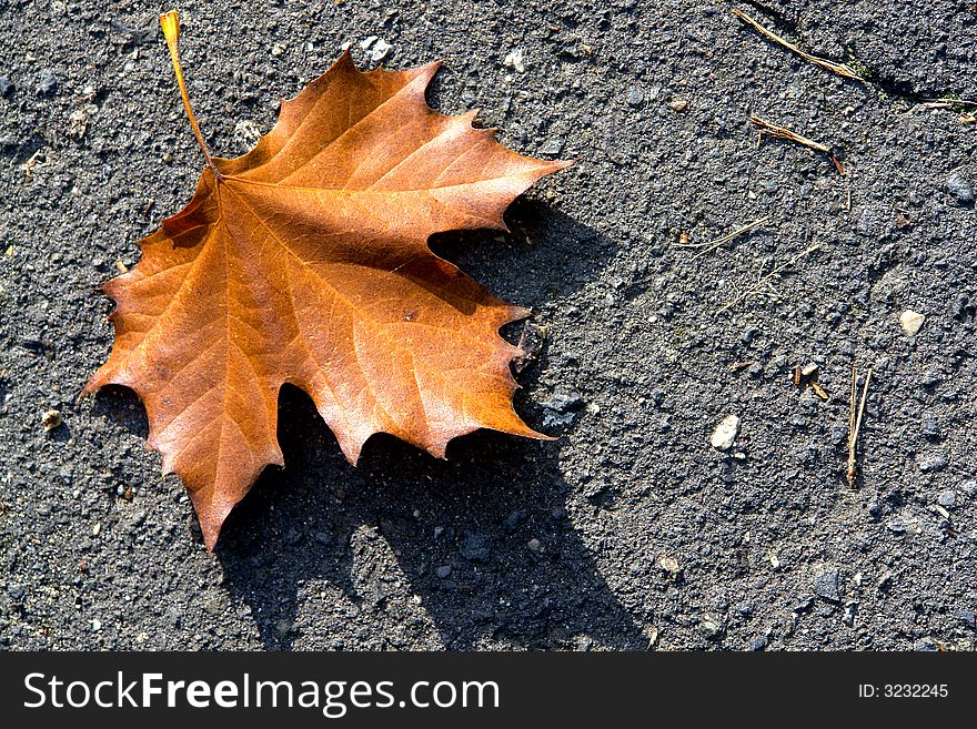 Leaves on the side of the road. Leaves on the side of the road