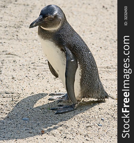 Jackass penguin on the sand. Jackass penguin on the sand