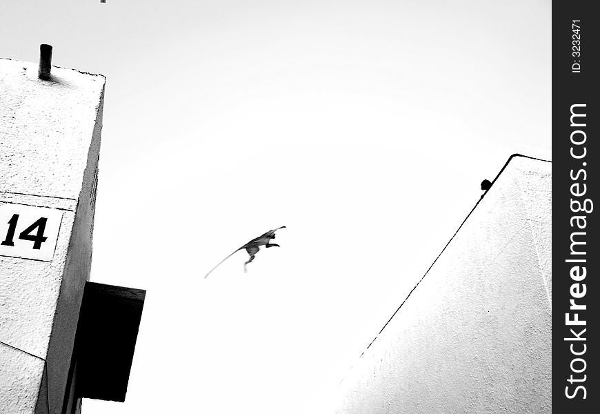 A monkey jumps from one rooftop to the other, while another monkey observes.