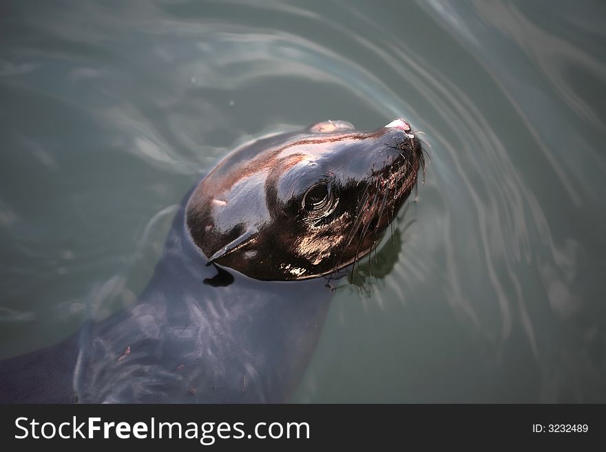 A set of a baby sea lion in the water.
