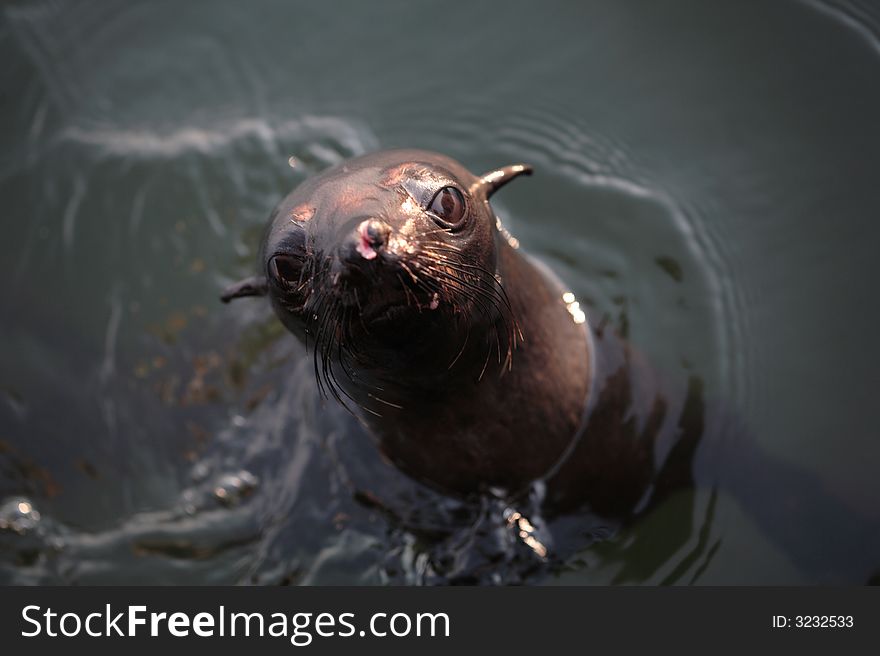 A set of a baby sea lion in the water.