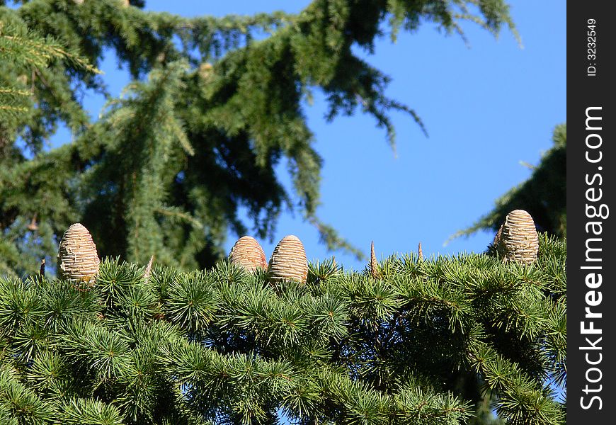 Fir cones on a branch against the sky