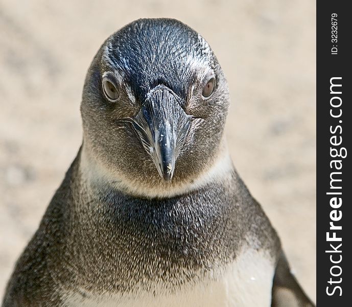 Close-up view of jackass penguin. Close-up view of jackass penguin