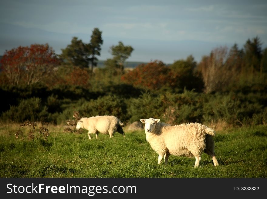A set of sheep in a green field in Scotland.