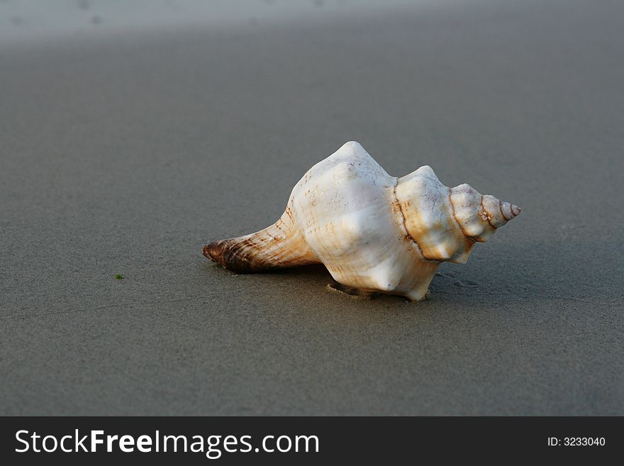 Beautiful shell on sandy beach