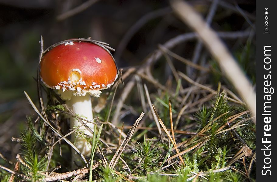 A small red toadstool in a forest. A small red toadstool in a forest.