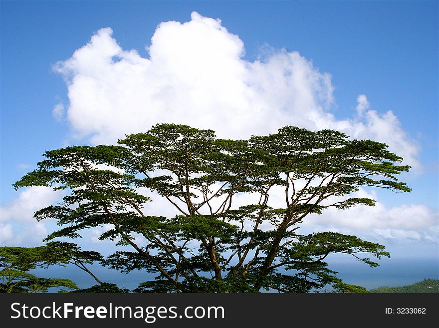 The tree on the blue sky background. The tree on the blue sky background