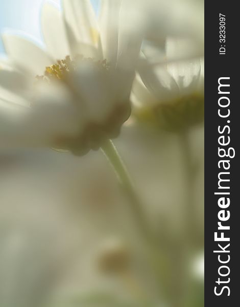 Close up view of daisies. Close up view of daisies