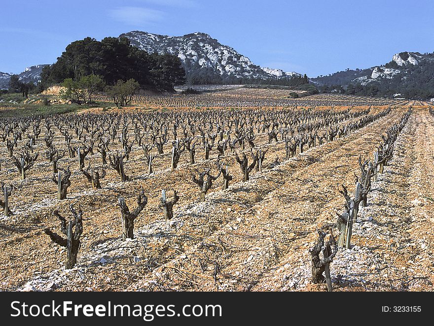 Vineyard landscape with Alpilles cliffs as background, Provence, France. Vineyard landscape with Alpilles cliffs as background, Provence, France.