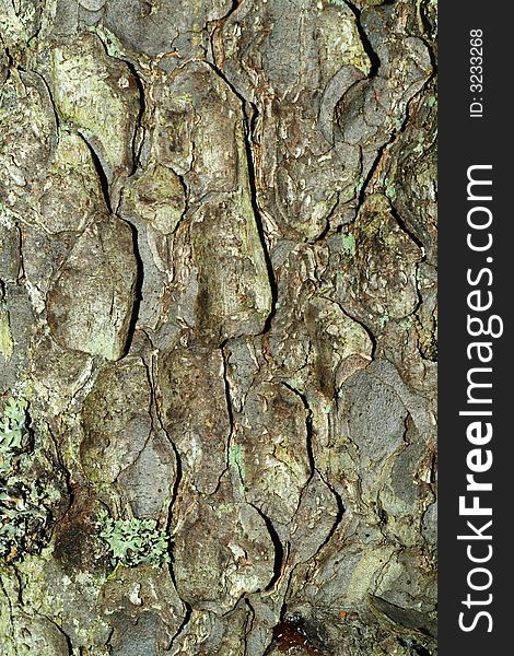 Natural bark texture close-up shot