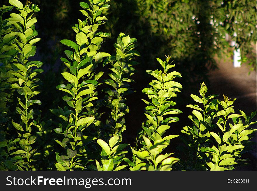 Setting sun hitting the leaves of orange trees providing a beautiful green colour. Setting sun hitting the leaves of orange trees providing a beautiful green colour