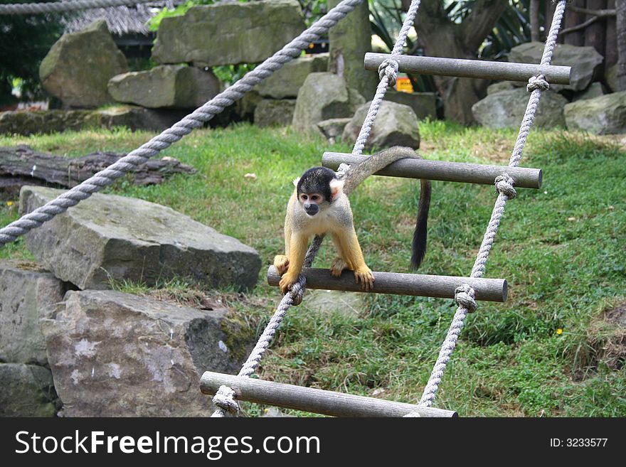 Squirrel Monkey, Drusilla's animal Park, East Sussex, England