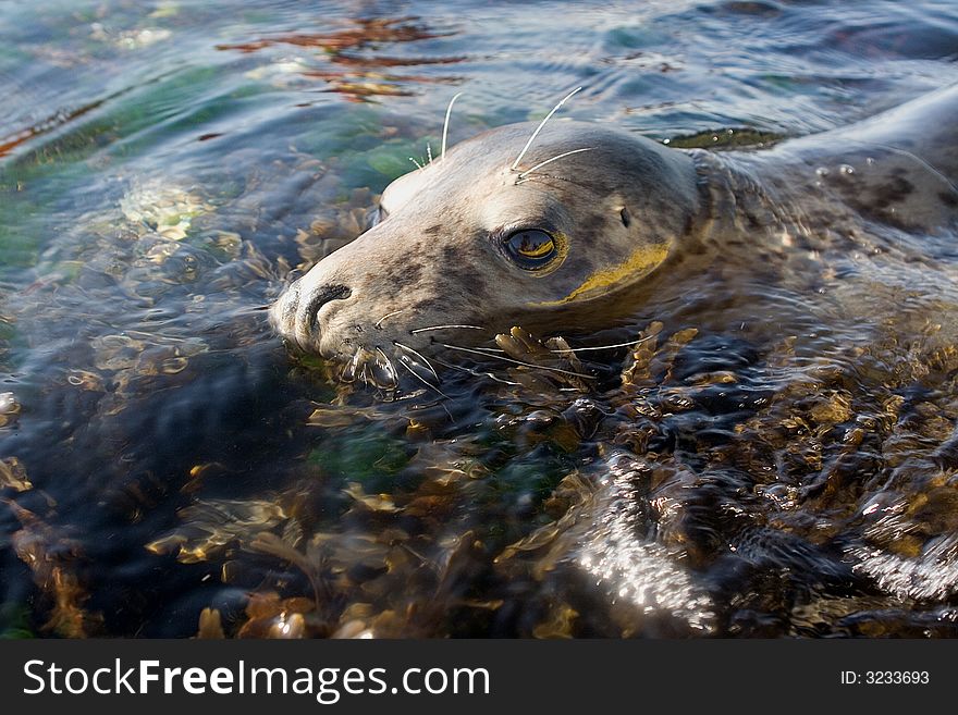 Seal Among Seaweed (Close Up)