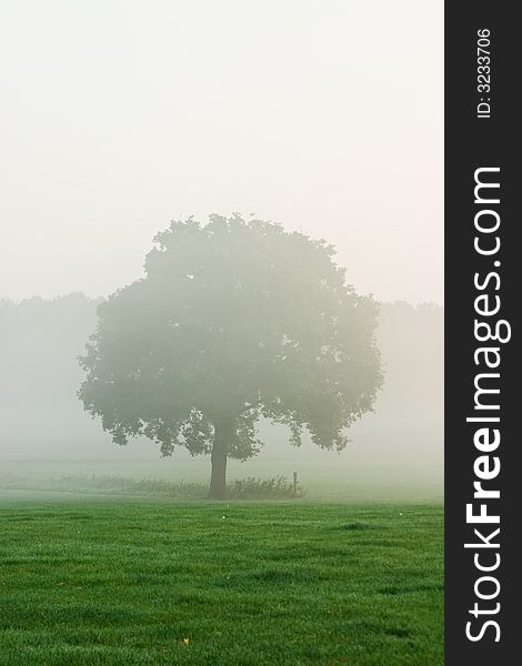 Single tree in morning mist standing in a meadow