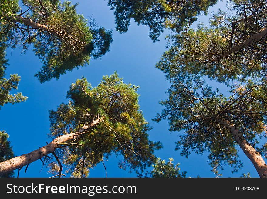 Pine trees against a clear blue sky,shot upwards for converging lines. Pine trees against a clear blue sky,shot upwards for converging lines