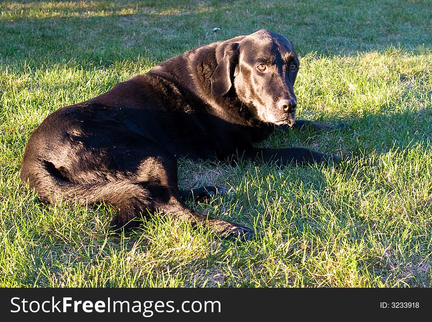 Black Labrador Retriever lying in the green grass. Black Labrador Retriever lying in the green grass