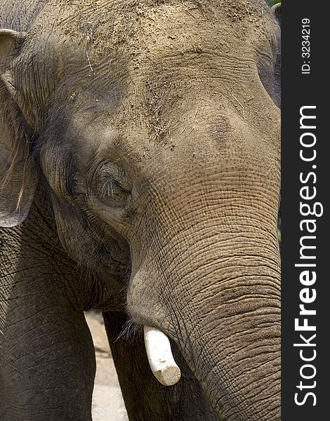 Close up of an old African Elephant