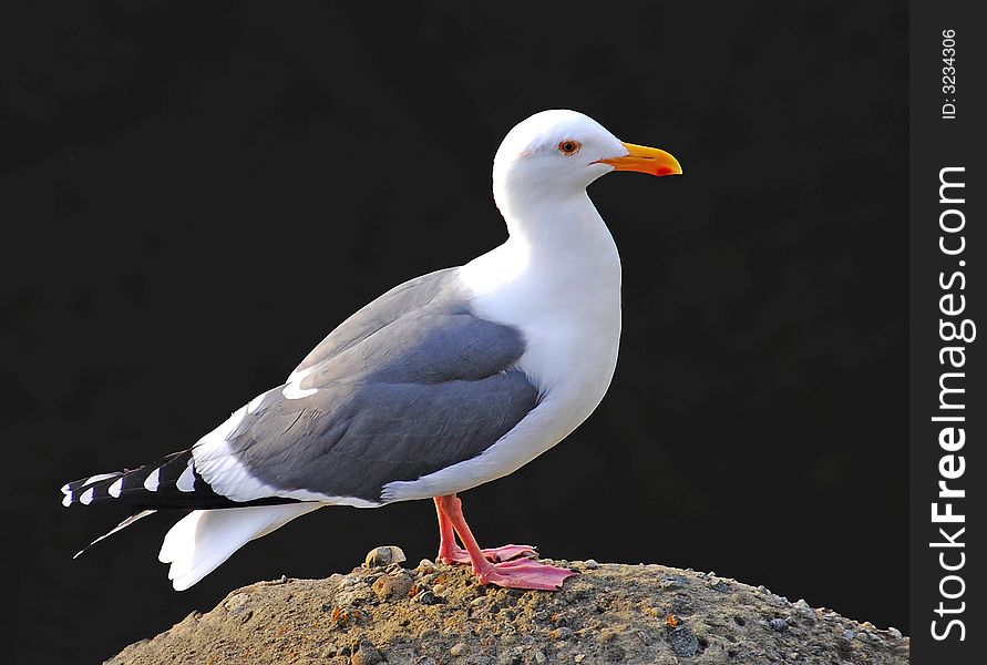 Western Gull standing on a rock with black background. Western Gull standing on a rock with black background.