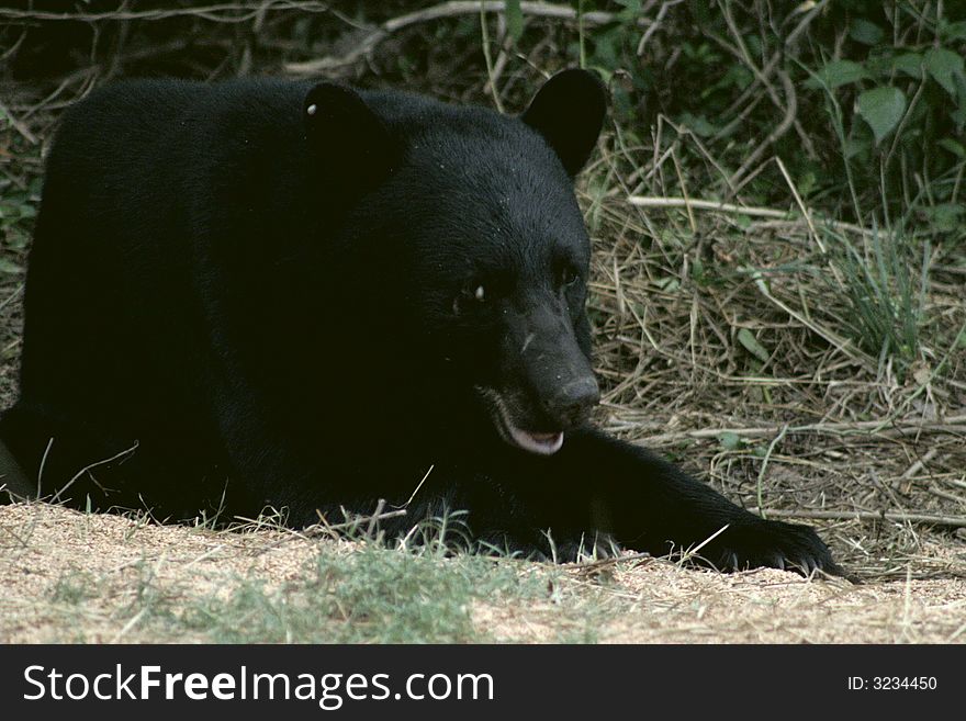 North American black bear eating. North American black bear eating