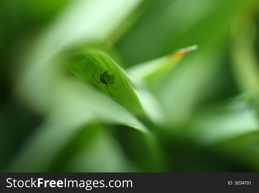 Spider In Leaf