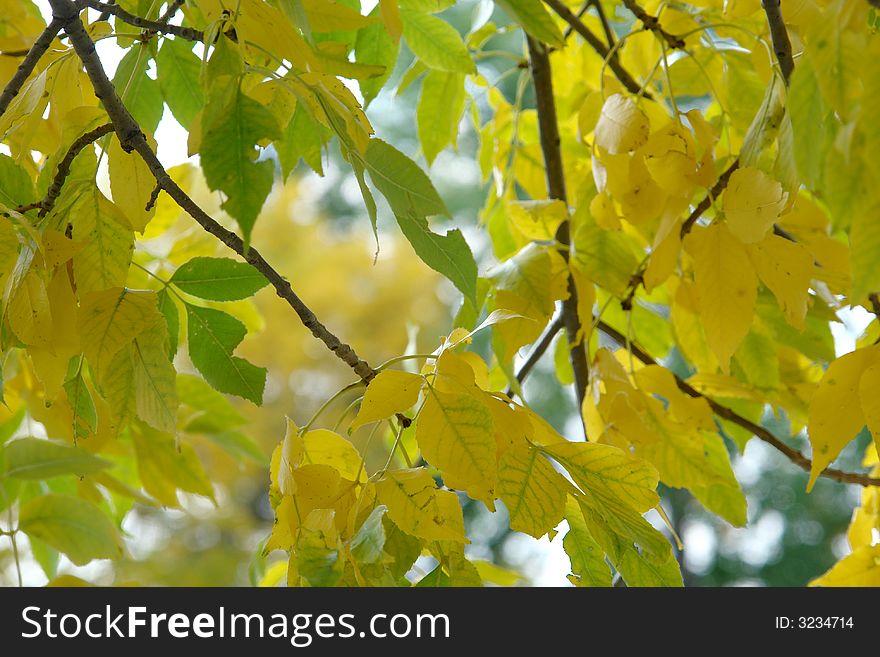 A picture of leaves changing to yellow. A picture of leaves changing to yellow