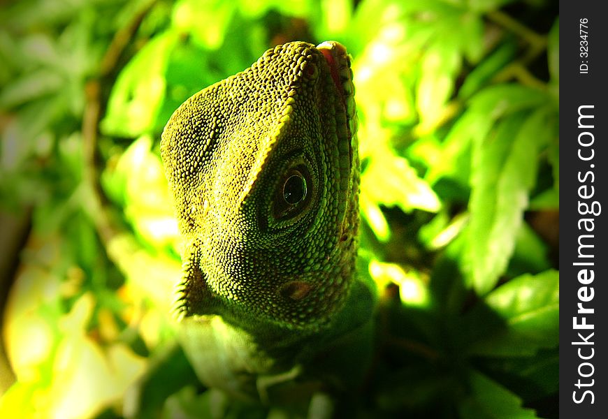 Chinese Water Dragon posing for the camera. Chinese Water Dragon posing for the camera