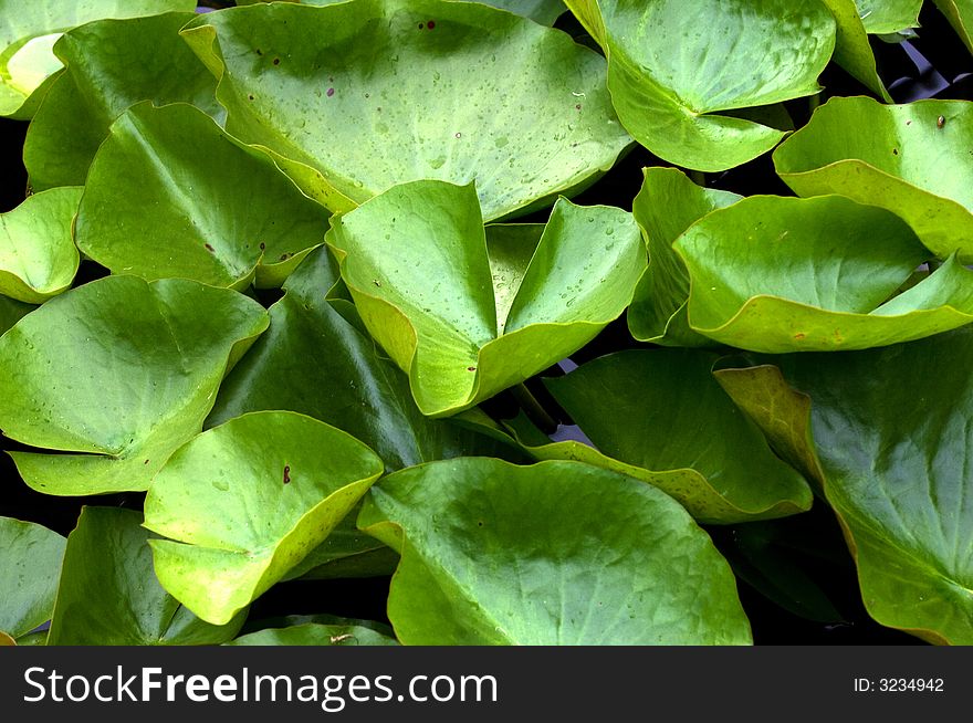 Many lilly pads that can be used as background