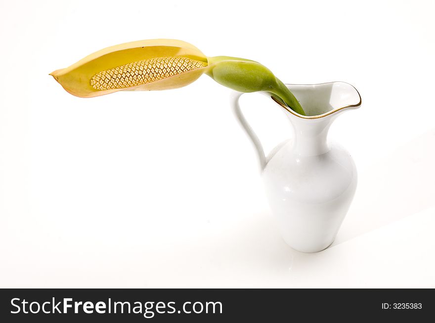 Detail of tropical flower in a vase isolated on white