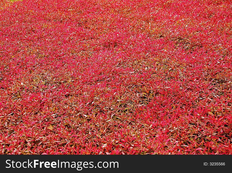 Autumn carpet from small decorative plants which leafs are red